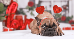 Frenchie wearing heart shaped head band for Valentine's Day with love written in background