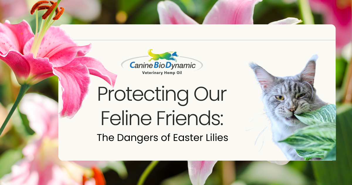Protecting Our Feline Friends: The Dangers of Easter Lilies
