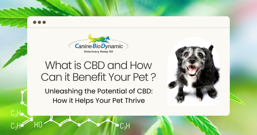 A senior dog looking happy with a background of the cannabinoid chemical structure and the title of the blog