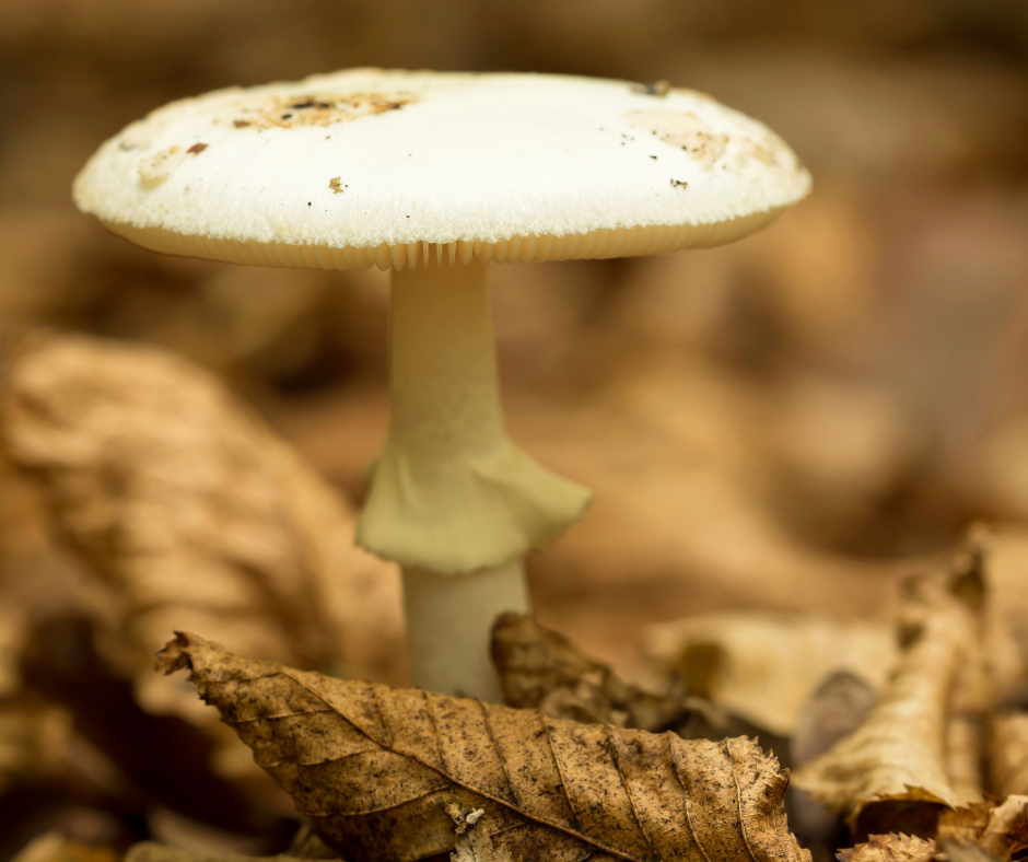 An image of Death Cap Mushroom