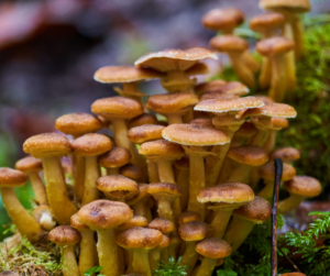 An image of Honey Mushrooms