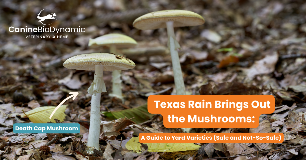 An image of death cap mushroom with the blog title "Texas Rain Brings Out the Mushrooms: A Guide to Yard Varieties (Safe and Not-So-Safe)"{