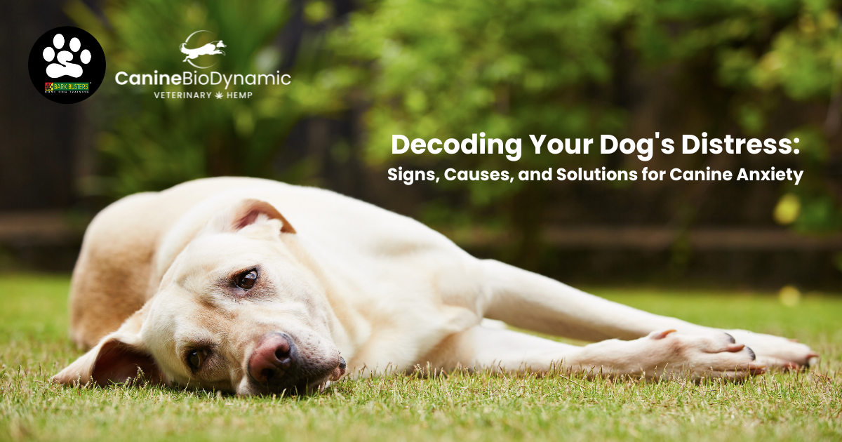 An image with an anxious dog with the blog title "Decoding Your Dog's Distress: Signs, Causes, and Solutions for Canine Anxiety"