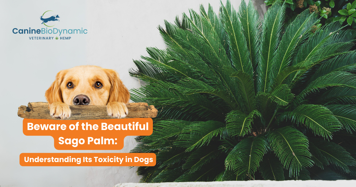 The image contains a Sago Palm with the blog title "Beware of the Beautiful Sago Palm: Understanding its toxicity in Dogs"