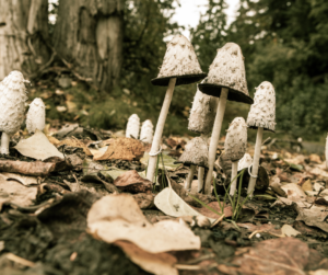 An image of Shaggy Mane Mushrooms